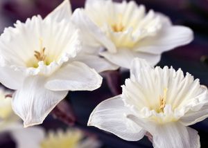 whitw daffodil-flowers1.jpg